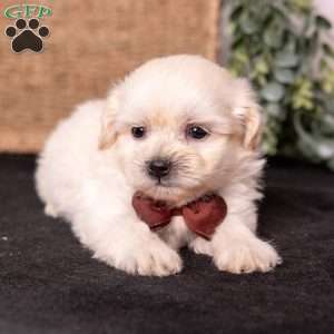 Marlin, Teddy Bear Puppy